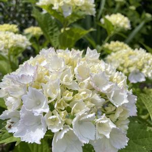アジサイ,カルカレウム　二グラム,may fair,エケベリア　スイートポテト,リメ鉢の画像