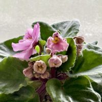 セントポーリア,百日草,桑の実,桑の木,実生の画像
