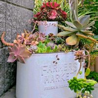 多肉植物 寄せ植え,多肉植物 寄せ植え,ムラサキカタバミ,多肉植物,かわいいの画像