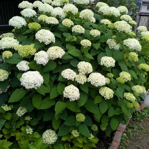 アナベル,アジサイ 隅田の花火,ショウブ,シュガーホワイト,ダンスパーティーの画像