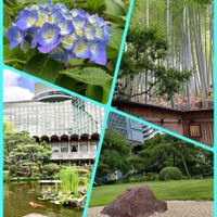 バラ,紫陽花,日本庭園,ニューオータニ日本庭園,２０２５年同期の画像