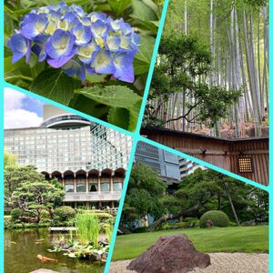 バラ,紫陽花,日本庭園,ニューオータニ日本庭園,２０２５年同期の画像