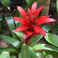 グズマニア,紫陽花,サツキ,カメレオン,アナベルの画像