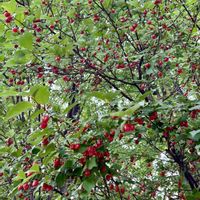 グミ,ナツグミ,明るい日陰,赤い実,花のある暮らしの画像