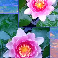 アジサイ,温帯スイレン,ニゲラ ブルーイスタンブール,寺岡あざみ,温帯睡蓮 レッドセンセーションの画像