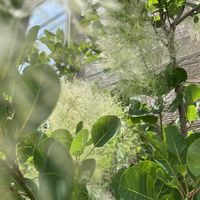 スモークツリー,ケムリノキ,ウルシ科,ヨーロッパ原産,木曜日は木の画像
