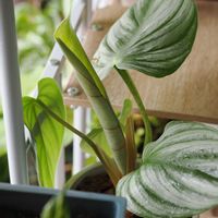 フィロデンドロン,フィロデンドロン・プロウマニー,観葉植物,成長記録の画像