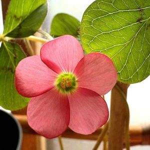 オキザリス、アイアンクロス,球根,リビング,ピンクの花,可愛い花の画像