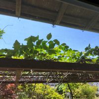 アケビ,アケビ,手作り棚,古民家カフェ,Juneの会の画像