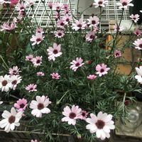 ローダンセマムの画像