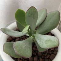 多肉植物,クラッスラの画像