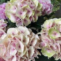 ハイドランジア コットンキャンディ,紫陽花 てまりてまり,母の日プレゼント,紫陽花が好き♡の画像