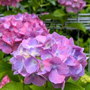 花壇,紫陽花 アジサイ あじさい,綺麗,花が好き,ありがとう♡の画像