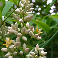ナンテン,南天,南天の花,クロガネモチ,クロガネモチの画像