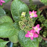 スイレンボク,ムラサキカタバミ,紫陽花 ダンスパーティー,小さな庭♡,おうち園芸の画像