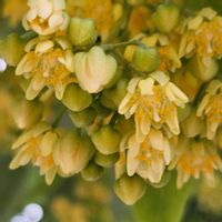 インドボダイジュ,菩提樹,菩提樹の花,御釈迦様が悟りを開いている。の画像