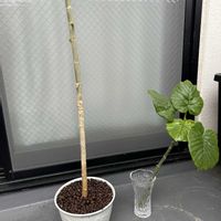 ウンベラータ,観葉植物,強剪定の画像