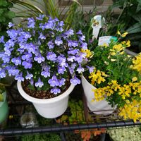 エニシダ,ロベリア レオン,花のある暮らし,植物大好き,動物大好きの画像
