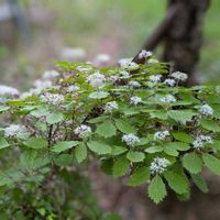 フジ,ハルジオン,コウゾリナ,コアジサイ,小紫陽花の画像