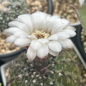 ガーデニング,ウッドデッキ,紫陽花の季節,元気もんエケちゃん,元気もんアガベの画像