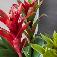 グズマニア,今日のお花の画像