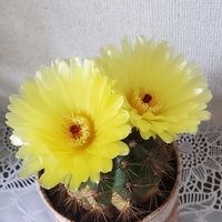 サボテンのお花,サボテンの花,可愛い〜♡,カラフルお花,優しい色合い♡の画像