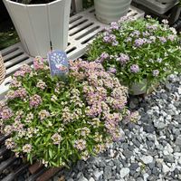 アリッサム,ガーデニング,花のある暮らし,花が好き,ガーデニング大好きの画像