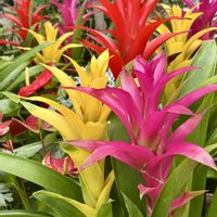 グズマニア,今日のお花,パイナップル科グズマニア属の画像