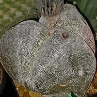 サボテン,鸞鳳玉,三角ランポー玉,三角ランポー玉,アストロフィツムの画像