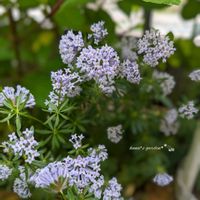 アスペルラ,フェリシア,アスペルラ オリエンタリス,キングフィッシャー デージー,お花のある暮らしの画像