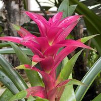 グズマニア,夢の島熱帯植物館,今日のお花,木曜日は桃色の画像