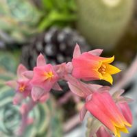キンセンカ,シロタエギク,エケベリア,多肉植物,鉢植えの画像