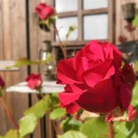バラ,ガーデニング,マイガーデン,古道具,ばら バラ 薔薇の画像