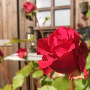 バラ,ガーデニング,マイガーデン,古道具,ばら バラ 薔薇の画像