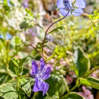 ツルニチニチソウ,花のある暮らし,no flower no lifeの画像