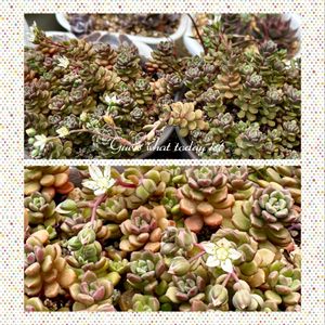 多肉植物,多肉大好き,放置栽培,タニラー,小梅の画像