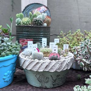 サツキ,サボテン寄せ植え,メキシコミニマの花,あいらぶゆーの花の画像