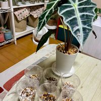 アロカシア・アマゾニカ,アロカシア,観葉植物,インテリアグリーン,緑は癒しの画像