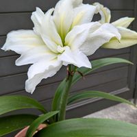 ムラサキカタバミ,八重咲きアマリリス,球根植物,八重咲き,家の庭の画像