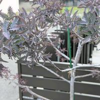ミモザ,今日の一枚,おうち園芸の画像
