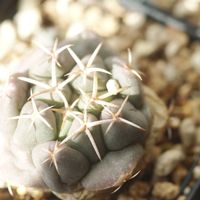 ハオルチア,多肉植物,観葉植物,塊根植物,サボテン科の画像