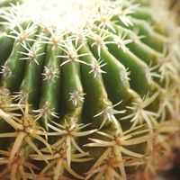 ハオルチア,多肉植物,観葉植物,塊根植物,サボテン科の画像