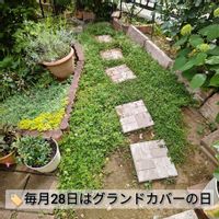 グレコマ,セダム,リッピア,ヒメイワダレソウ,細葉万年草の画像