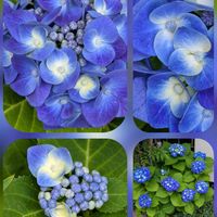アジサイ,オレガノ,ペンタス,ヤナギバルイラソウ,ロベリアの画像