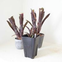 ビルベルギア・ダースベイダー,観葉植物,グリーンインテリア,パイナップル科,成長記録の画像