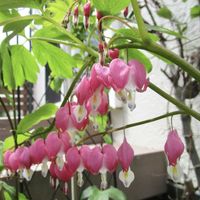 タイツリソウ,地植え,ピンクの花,クリスマスローズ・セミダブル,花と暮らすの画像