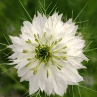 アルメリア,ニゲラ,ニゲラ,ベルフラワー,ネモフィラ ペニーブラックの画像