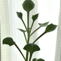 マサイの矢尻,多肉植物,徒長,セネシオ属,リビング・ダイニングの画像