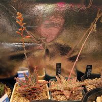 アロエ,アロエ  ハイブリッドの画像
