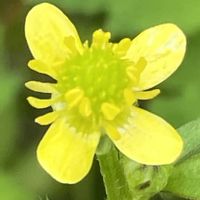 キツネノボタン,近所,お花は癒し,花が好き❤,☆携帯撮影☆の画像
